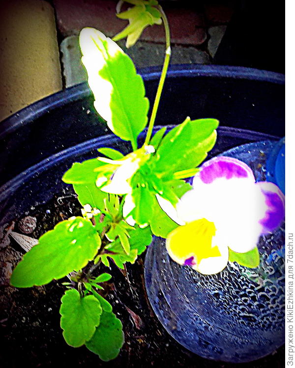 Вы рассаживали  своих найдёнышей  под дерево, а я   своих самосевных в основном  в  горшки подсадила к  спящим каннам, которые  почему-то никак не просыпаются пока...