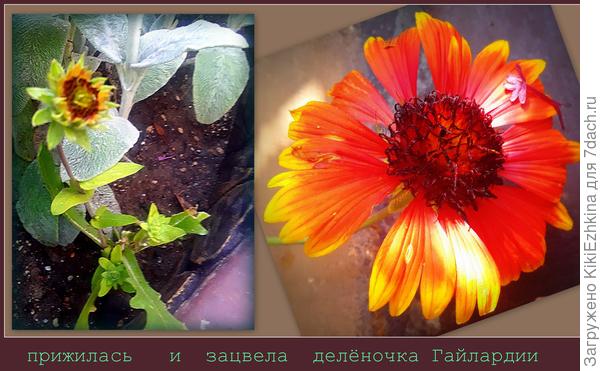 развожу Гайлардию на своей  горке-улитке...