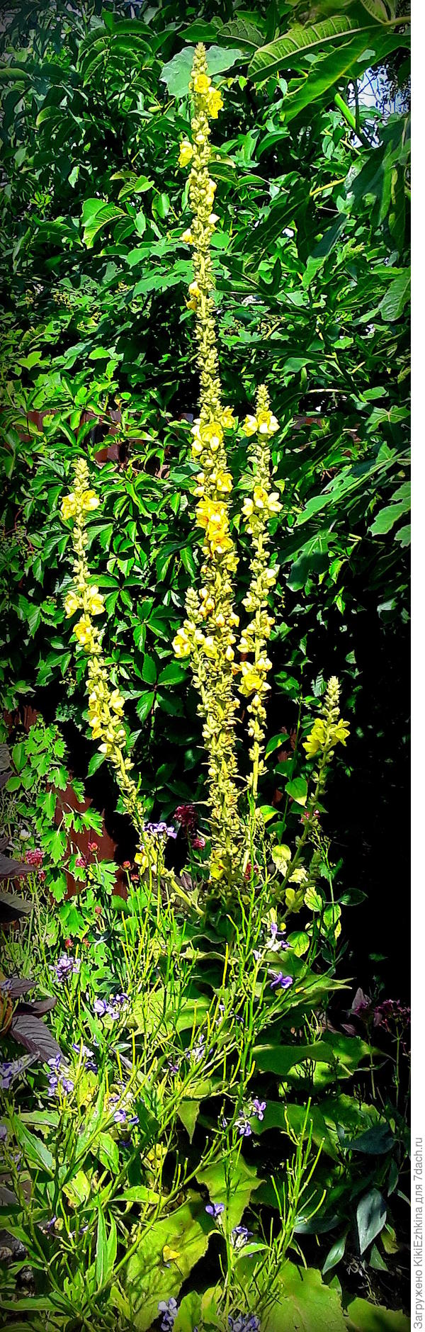 Буквально воцарился  в  моём саду...  И  заставил себя  полюбить:  очень красиво и долго-вспышками по цветоносу  цвёл и  создавал  мажорное настроение!