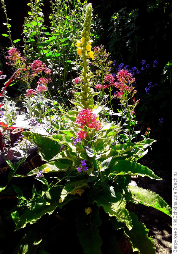 Открыл своё  золотое лицо...