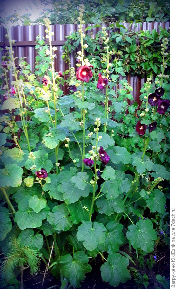 В этом сезоне  вырос  пышный  куст ( из трёх разных цветов),  не успели  насладиться  его полноценным цветением, как  стебли распались на стороны от центра! Теперь срезала цветоносы и  разложила  вдоль  забора   снаружи...Надеюсь дозреют на веточках и   рассеятся  в этих местах...