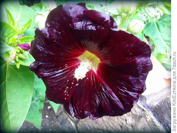 Может быть обменяемся  сортами?