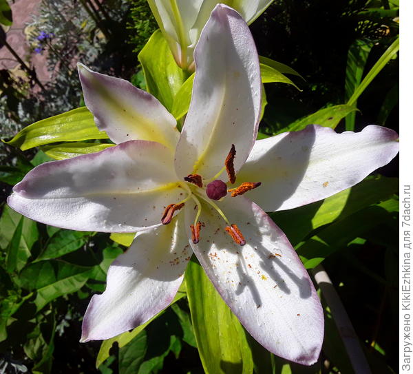 Однако чувствуют себя  ,  мягко говоря,   не  совсем  комфортно...  Эта называлась Мазерс Чойс (восточная)