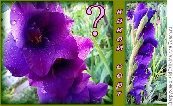 В  реальности цветок очень тёмно-фиолетовый, а  тут  напросвет-  выглядит значительно светлее...