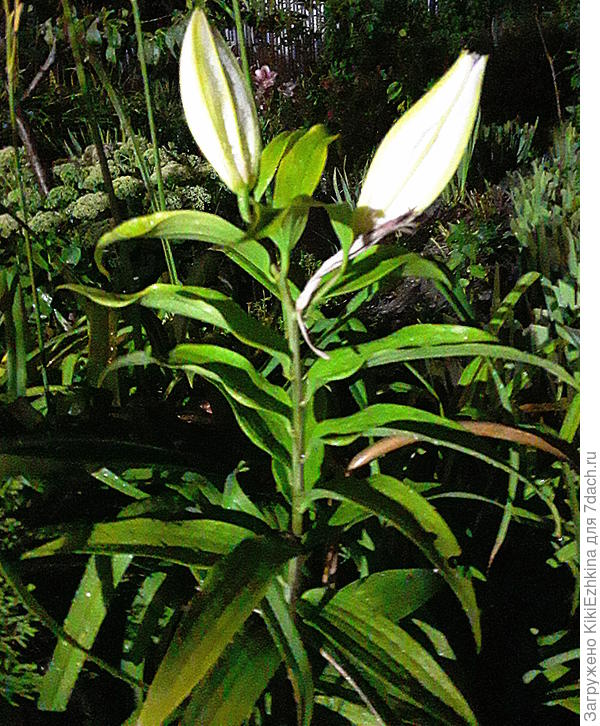 Я  никаких  полосок  пока не  вижу...