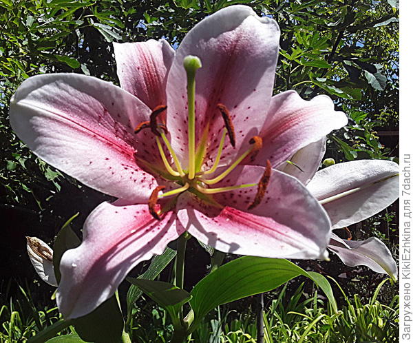 Вижу,  что  некоторые  Лилии прижились... Эту  назвали при продаже: ЛА РОШЕЛЬ...