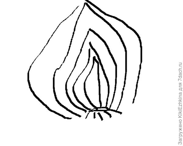 вот такие у меня были две половинки в разрезе...откуда там возьмётся цветочная почка- сие мне неведомо...