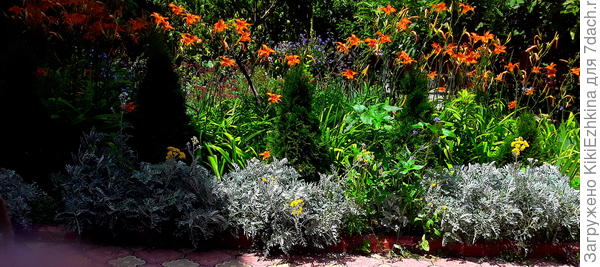 сзади неё  есть  кустик   примулы, и  его теперь не видно и не слышно: утонул  под листвой  Цинерарии  и  для него  сезон не задался :)