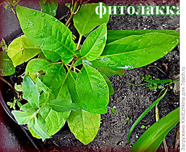 Мечтаю  хотя бы об одном  цветоносе!