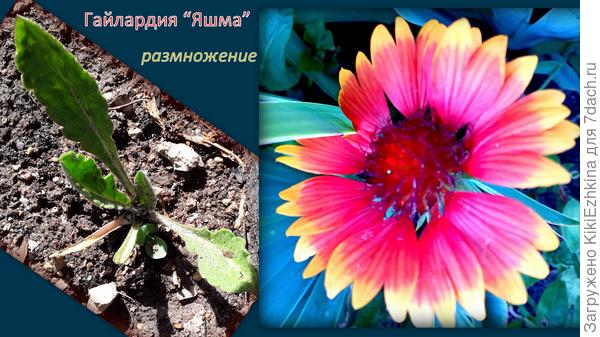 Однако  радует одно: что у меня  завелось уже несколько корешков, поделённых  весной...