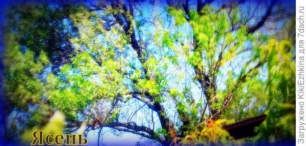 Я  к этому  дереву  привыкла  и  очень довольна,что такое &quot;неправильное &quot;  дерево  прижилось рядом  с нашим  двориком!