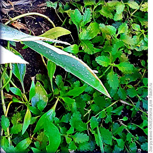 Гайлардии ростки  поднялись от   части старого корневища, оставшегося  в  почве  после  весеннего деления...