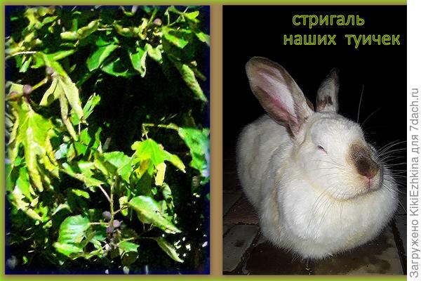 Кролик из первого помёта...  А  рядом  страдающий  инжир с  усыхающей  листвой...  ВЕЩДОК  кроличьих преступлений :)