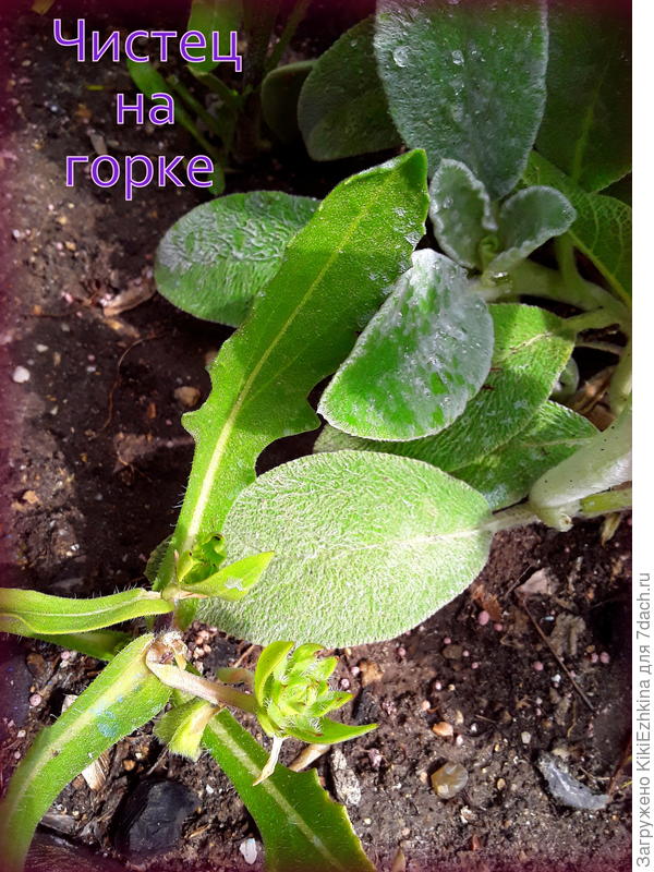 В конце мая подрос Чистец, а рядом с ним росток Гайлардии на моей горке, жарковато им тут...