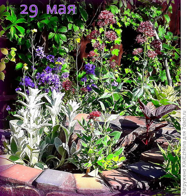 К концу весны-   Стахис- красавчик... А  потом  пошла  жара, при которой он очень страдает  в  моём саду  при столь неправильном  поливе...