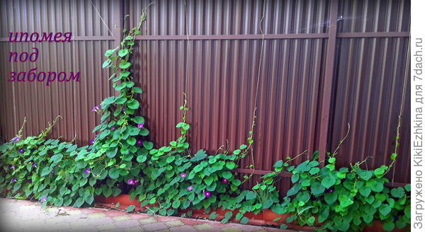 В  августе наконец-то подвязали  для Ипомеи верёвочки и  она  бросилась подниматься  наверх :)