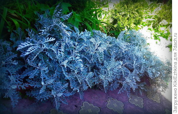 У  меня  в  этом  году  наросли огромные кусты, т.к. не  применяла  обрезку...  Вот  обрезкой  и  придётся  заниматься  в  будущем на  новых  посевах...