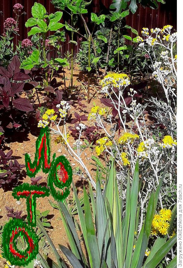 Цветочки  Цинерарии  , давшие мне  семена...