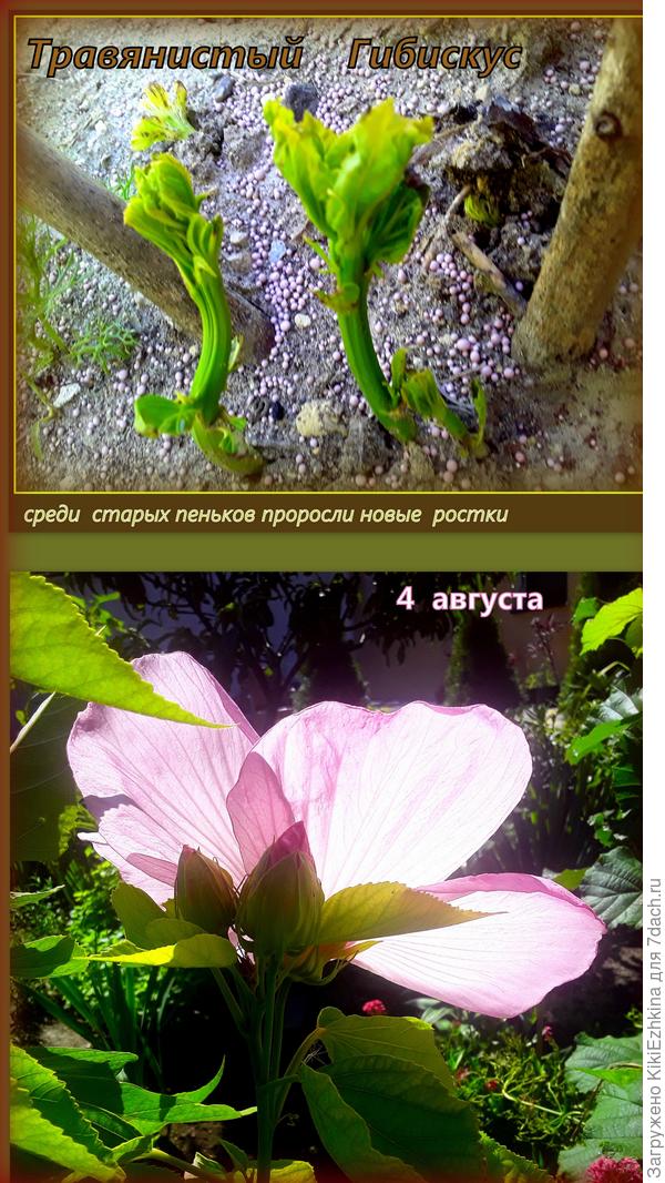 Сначала  я  дождалась  ростков...  Потом  образования куста и перед цветением  подвязала от ветров...