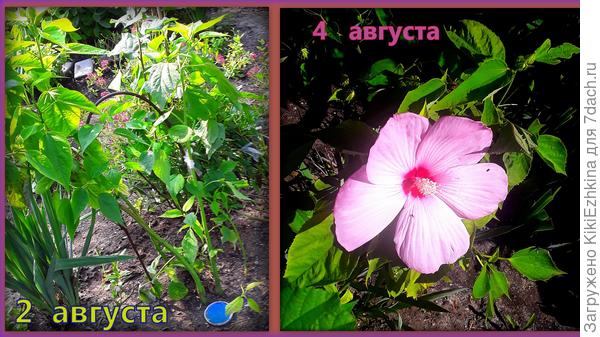 На фото красуется самый  первый в этом году  цветочек. А потом что-то случилось- листики стали подсыхать, два  бутона так и не смогли  расцвести,  четвёрты расцвёл красиво, но через день увял, пятый бутончик  снова не смог расцвести.  Почему усыхает одна из ветвей?