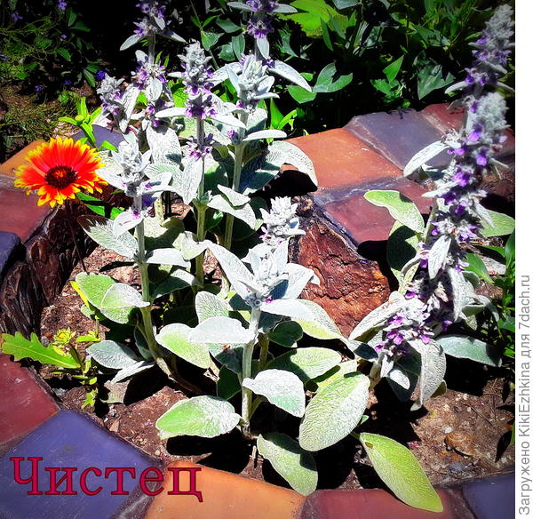 Вот мой Стахис - прородитель, давший мне семена для разведения!