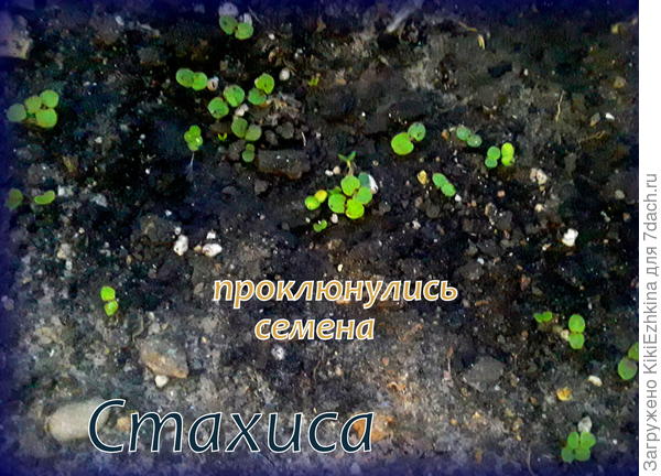 Так рада что Стахис проклюнулся! Всё переживала за кондицию семян (вызрели-не вызрели ?)