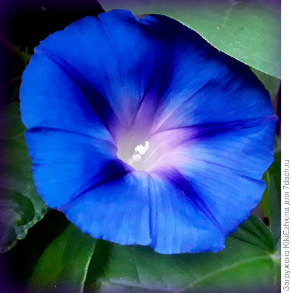 Жаль,что фото не передаёт натуральный цвет: должен быть тон  более фиолетовый...