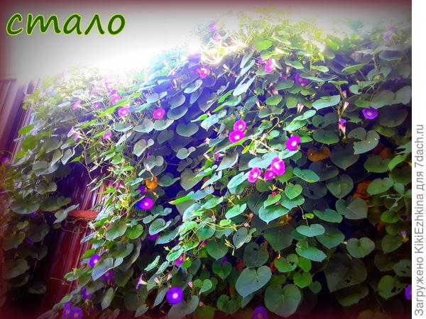 После подкормки -очень быстро проявились изменения...