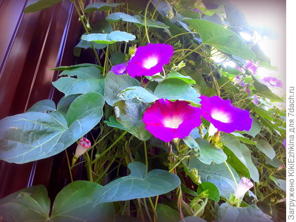 Эти цветочки розовые, а на  фото  цвет  меняется...