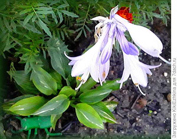 Кроме  прочего  зацвела у  меня одна из хосточек- первогодков...