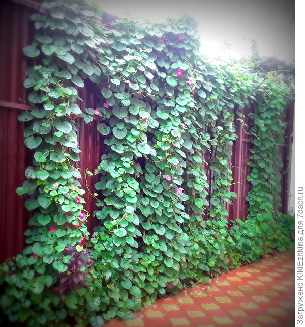 Нарастили  большую листву мои ипомеи и до середины сентября не хотели зацветать...