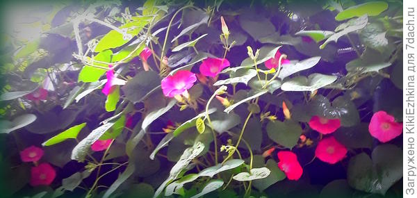 По совету  лавочницы из магазинчика  "Семена" подкормила  Монокалий-фосфатом и  цветение началось...