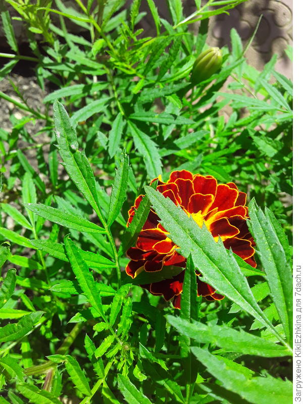 Да и  бархатцы  в этом  сезоне почему-то очень поздно начали цвести и не особенно обильно!  После прошлого года  очевидный &quot;недород&quot;  :)