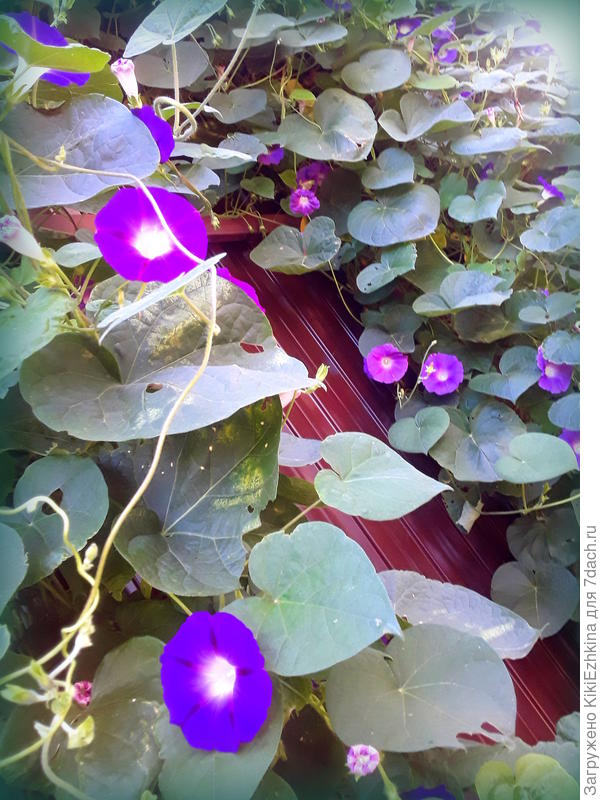 Ипомея  у меня  основных трёх расцветок: розовая,малиновая,фиолетовая... В отдельном  горшочке ещё и белая  есть, но  она какая-то невыразительная...