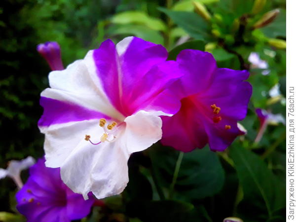 Совершенно  беспроблемное растение в  моём саду:  мирабилис...