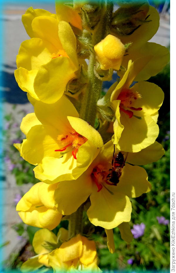 Коровяк Verbascum Honey Dijon