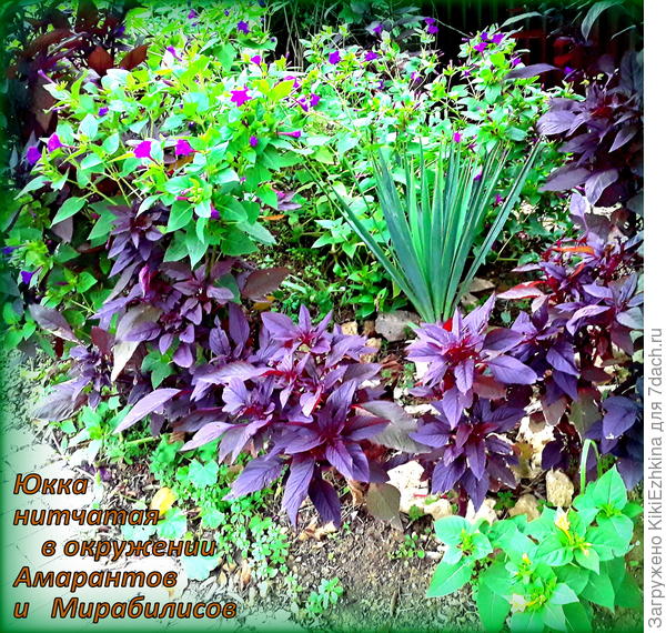 Конкретно вот эти мирабилисы  втечение сезона постепенно выносились из сада- за ограду.Как видите  пересадку  перенесли  легко и успели  зацвести на новом  месте...