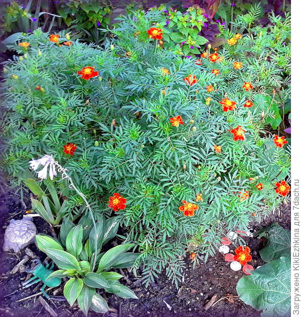 Высаживала  на  свободное место хосту, а  к осени  на  это пространство распространились Бархатцы :)