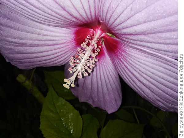 Серединка гигантского гибискуса травянистого...