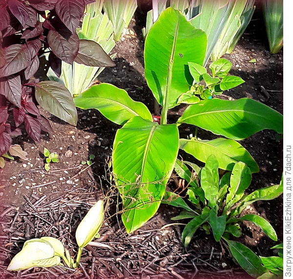 Начало августа...