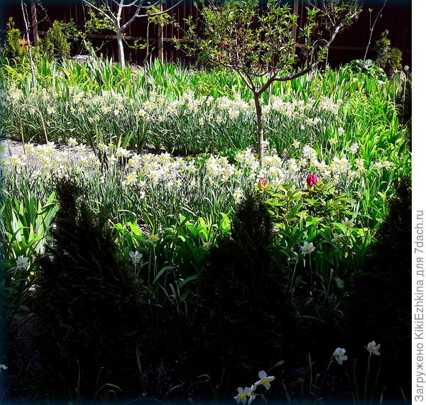 В  середине этой клумбы есть пространство,  куда  можно посеять этот коровяк,  но на какую глубину?- вот в чём вопрос!