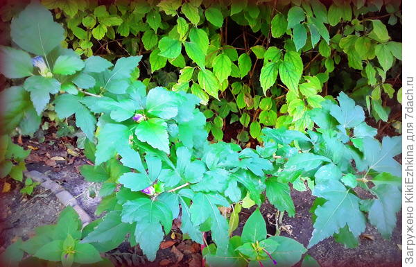 Цвели грустным сиреневым  цветом...  Не светлым, не ярким...