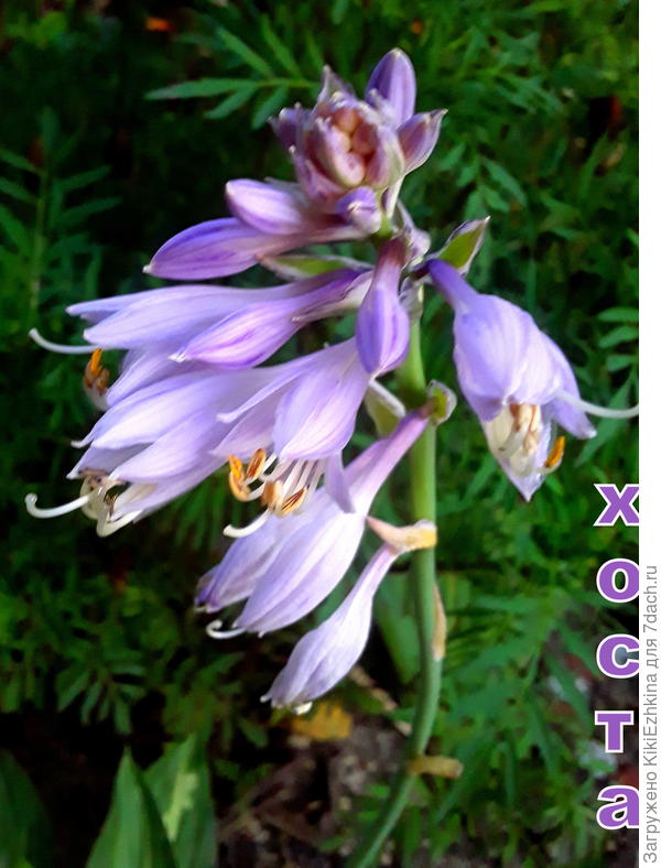 Первый  мой  цветочек хосты - очень миленький...