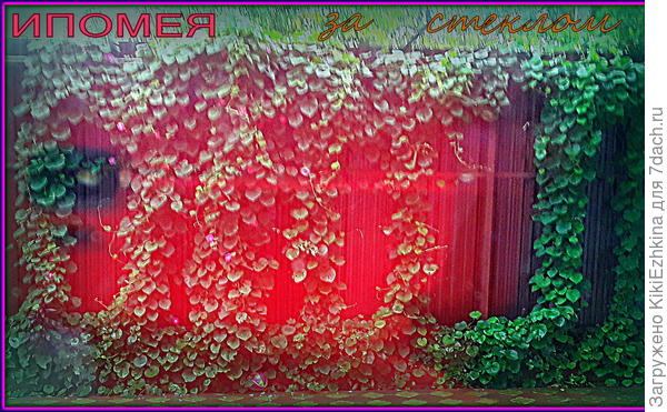 Вид на ипомею  из-за  стекла  моей  кухни... Любуюсь этими зеленями весь летний  сезон...