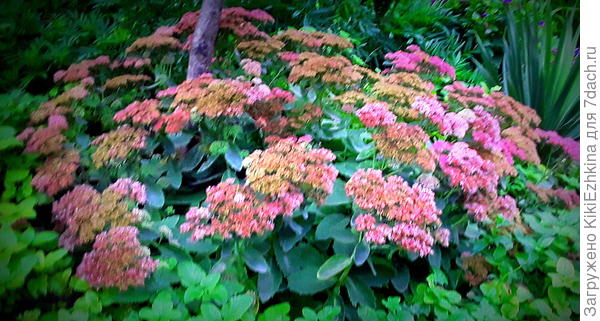 Мой очиток разрастается, весь сезон меня радует, наверное  буду его ещё больше  рассаживать,т.к. очень уж благодарное растение,  растёт  практически везде , куда  посадишь!