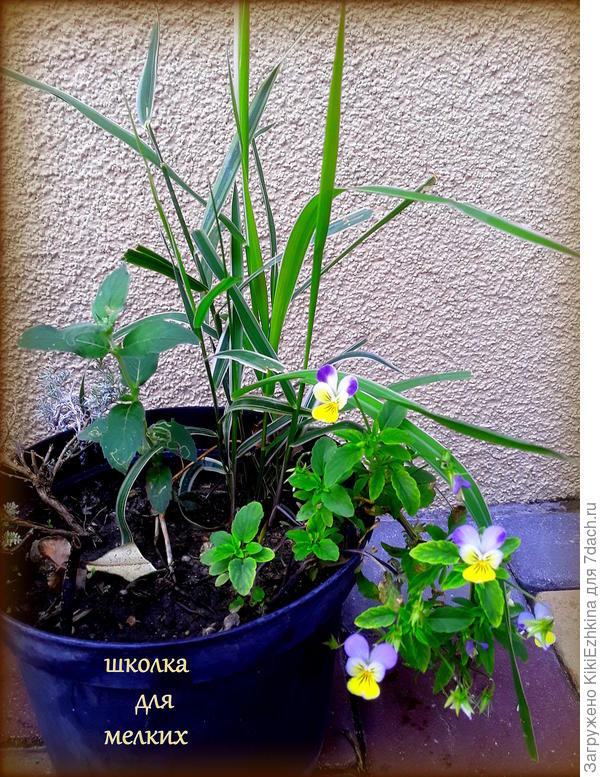 Насадила  в нескольких  горшках, а на фото оказался  только этот хилый  росточек...