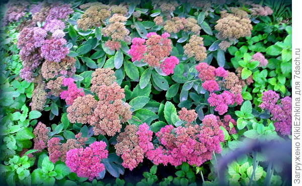 К сожалению мой  телефон не передаёт  точно оттенок. Живьём- несколько ярче выглядят...