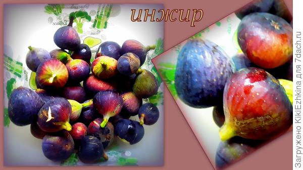 Ежедневно понемногу  снимаем дозревающие  плоды. Зелёных ещё много...