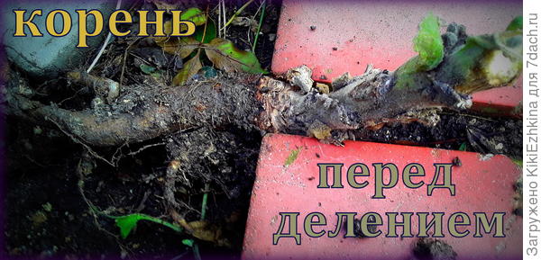 Постаралась закрепить  среди камней и придавила сверху... Разрезала тяжёлым острым ножом.