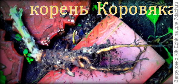 Сначала выкопала  вызревший  корешок-двухлетку...